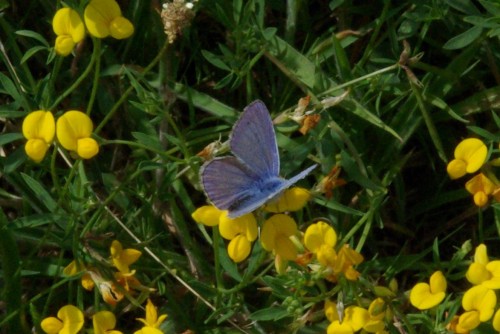 Polyommatus icarus - Argus bleu - Brenne08.jpg
